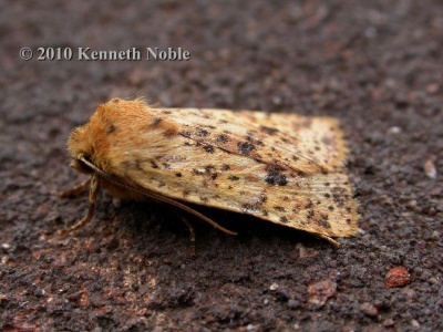 dotted chestnut (Conistra rubiginea) Kenneth Noble